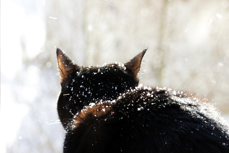 A black cat looks with surprise at falling snowflakes during a snowfallの写真素材
