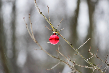 Shiny Christmas toy red lonely ball on bare tree branch in winter parkの写真素材