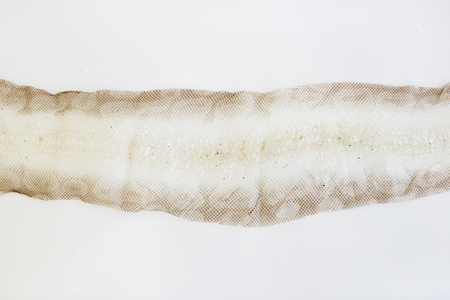 jacket cast-off skin of snake Royal Python on a white backgroundの写真素材