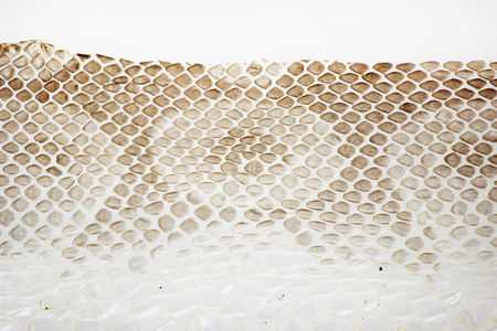 jacket cast-off skin of snake Royal Python on a white backgroundの写真素材