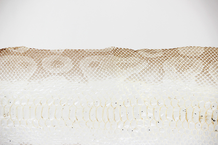 jacket cast-off skin of snake Royal Python on a white backgroundの写真素材