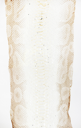 jacket cast-off skin of snake Royal Python on a white backgroundの写真素材
