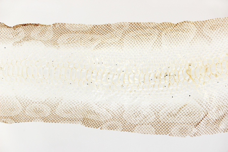 jacket cast-off skin of snake Royal Python on a white backgroundの写真素材