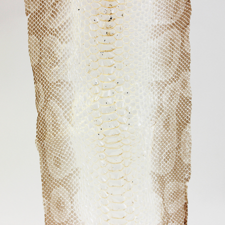 jacket cast-off skin of snake Royal Python on a white backgroundの写真素材