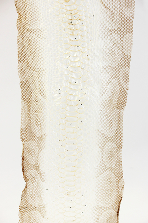 jacket cast-off skin of snake Royal Python on a white backgroundの写真素材