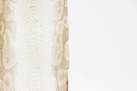 jacket cast-off skin of snake Royal Python on a white backgroundの写真素材