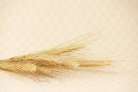 several ripe spikelets of rye Secale cereale on a beige backgroundの写真素材