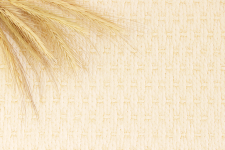 several ripe spikelets of rye Secale cereale on a beige backgroundの写真素材