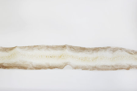 jacket cast-off skin of snake Royal Python on a white background