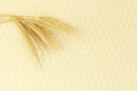 several ripe spikelets of rye Secale cereale on a beige backgroundの写真素材