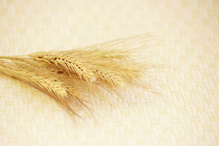 several ripe spikelets of rye Secale cereale on a beige backgroundの写真素材