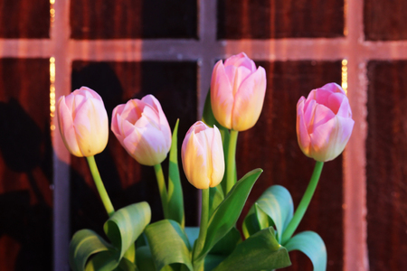 five pink tulips with orange veins against a background of wall tiles of chocolate color.の写真素材