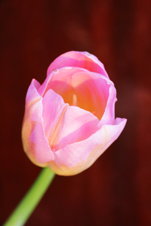 one pink tulip with orange veins close-up against a background of wall tiles of chocolate color. verticalの写真素材