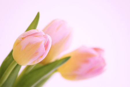 three pink tulips with orange veins close-up on a white background.の写真素材