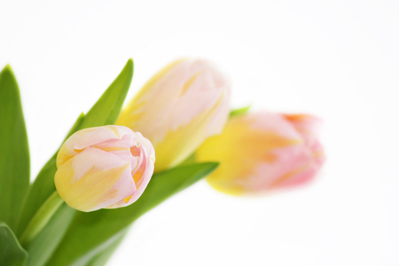 three pink tulips with orange veins close-up on a white background.の写真素材