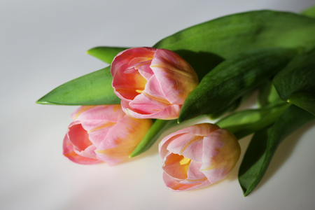 Three pink tulips with orange veins close-up on a white background.の写真素材