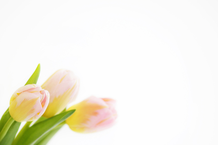 three pink tulips with orange veins close-up on a white background.の写真素材