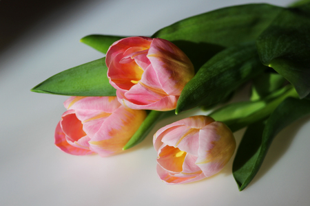 three pink tulips with orange veins close-up on a grey background.の写真素材