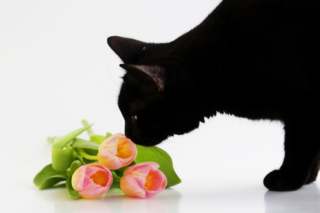three pink orange tulips and a black cat that smells them on a white background.の写真素材