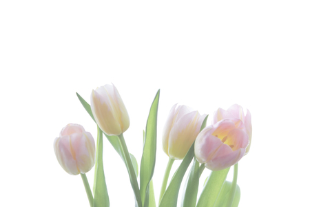 Translucent five pink tulips with orange veins on a white background.の写真素材