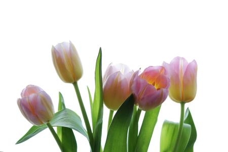 five pink tulips with orange veins on a white background.の写真素材