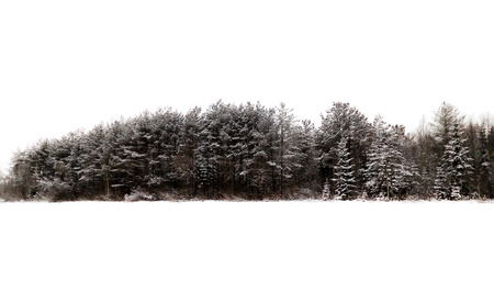 winter coniferous forest, white sky and snow. Russia.の写真素材
