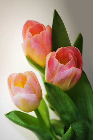Three pink tulips with orange veins close-up on a white backgroundの写真素材