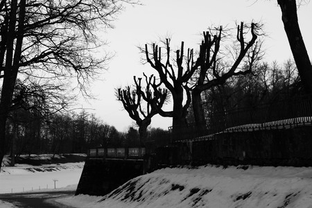 sheared lime trees in the Gatchina park. black and white photo.の写真素材