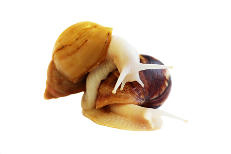 Achatina fulica, one snail crawls on the other, on a white background. Isolatedの写真素材
