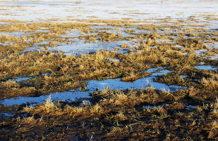 The surface of the earth with last year's grass and melting snow in late springの写真素材