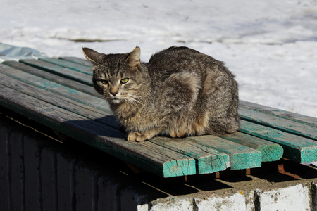 A cat with a gray cane color sits on a green bench, basking in the spring sunの写真素材
