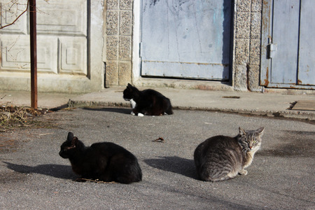 homeless cats - black and the color of reeds - and a black and white kitten are basking on the first spring sun on the asphaltの写真素材