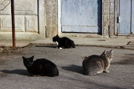 homeless cats - black and the color of reeds - and a black and white kitten are basking on the first spring sun on the asphaltの写真素材