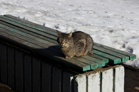 A cat with a gray cane color sits on a green bench, basking in the spring sunの写真素材