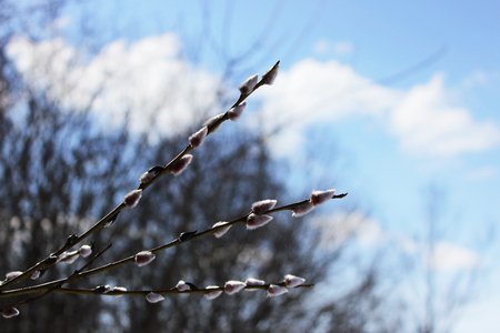 pussy willow with flowers, Salix,genus of woody plants of the family Willow, willow for Easterの写真素材