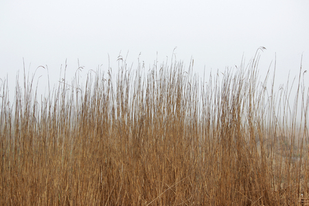 thickets of grass in the fog in a vacant lot in the spring early in the morning.の写真素材