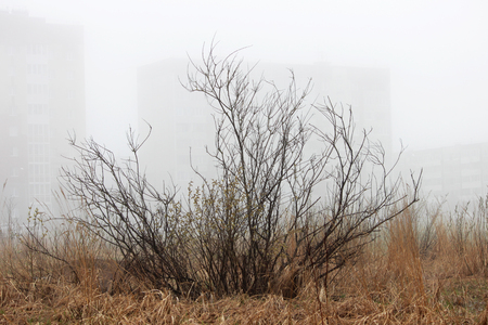 a lonely little bush and houses in the fog in a vacant lot in the spring early in the morning.の写真素材