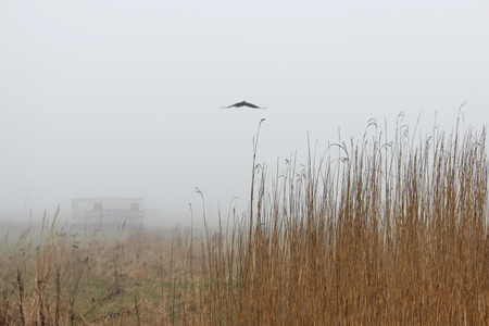 a lonely bird, house and thickets of grass in the fog in a vacant lot in the spring early in the morningの写真素材