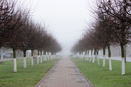 city linden walk in the morning mist. Gatchina, Russia.の写真素材