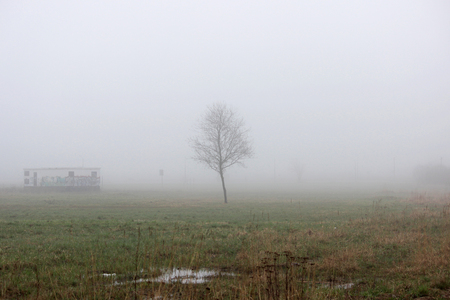 a lonely little tree and house in the fog in a vacant lot in the spring early in the morningの写真素材