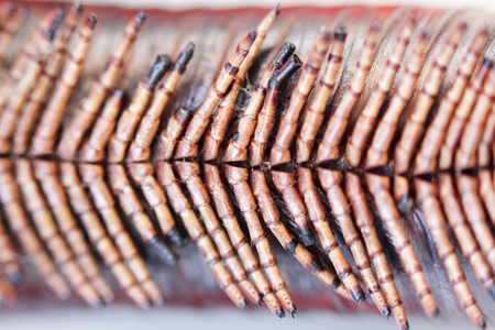 set of extremities of giant African millipede. Macroの写真素材