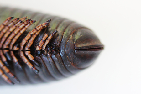 set of extremities and the rear tail of giant African millipede. Macroの写真素材