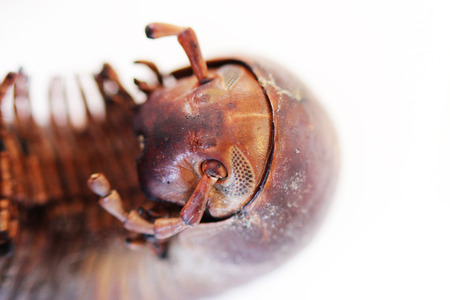head part with eyes and antennae of giant African millipede. Macroの写真素材