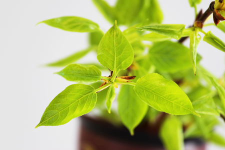 young green leaves on poplar branches tree Populusの写真素材