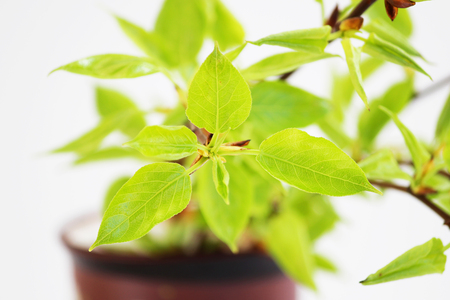 young green leaves on poplar branches tree Populusの写真素材