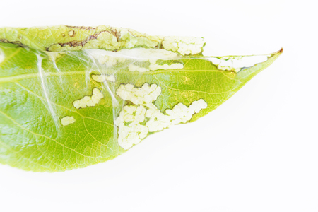 close up of a colony of spiter mites Tetranychus urticae on a young poplar leafの写真素材
