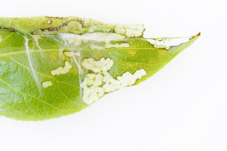 close up of a colony of spiter mites Tetranychus urticae on a young poplar leaf on a white backgroundの写真素材