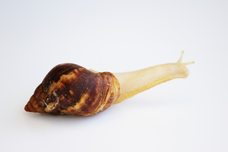young snail Ahatina agate shell on a white backgroundの写真素材