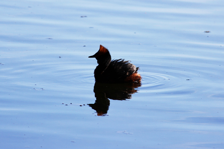 duck with red heads on his head Horned Slavonian grebe Podiceps auritusの写真素材