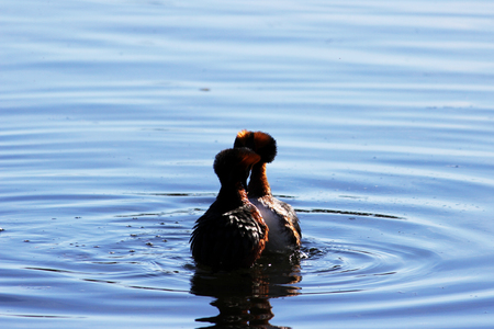 duck with red heads on his head Horned Slavonian grebe Podiceps auritus. marital games and dances of male and femaleの写真素材
